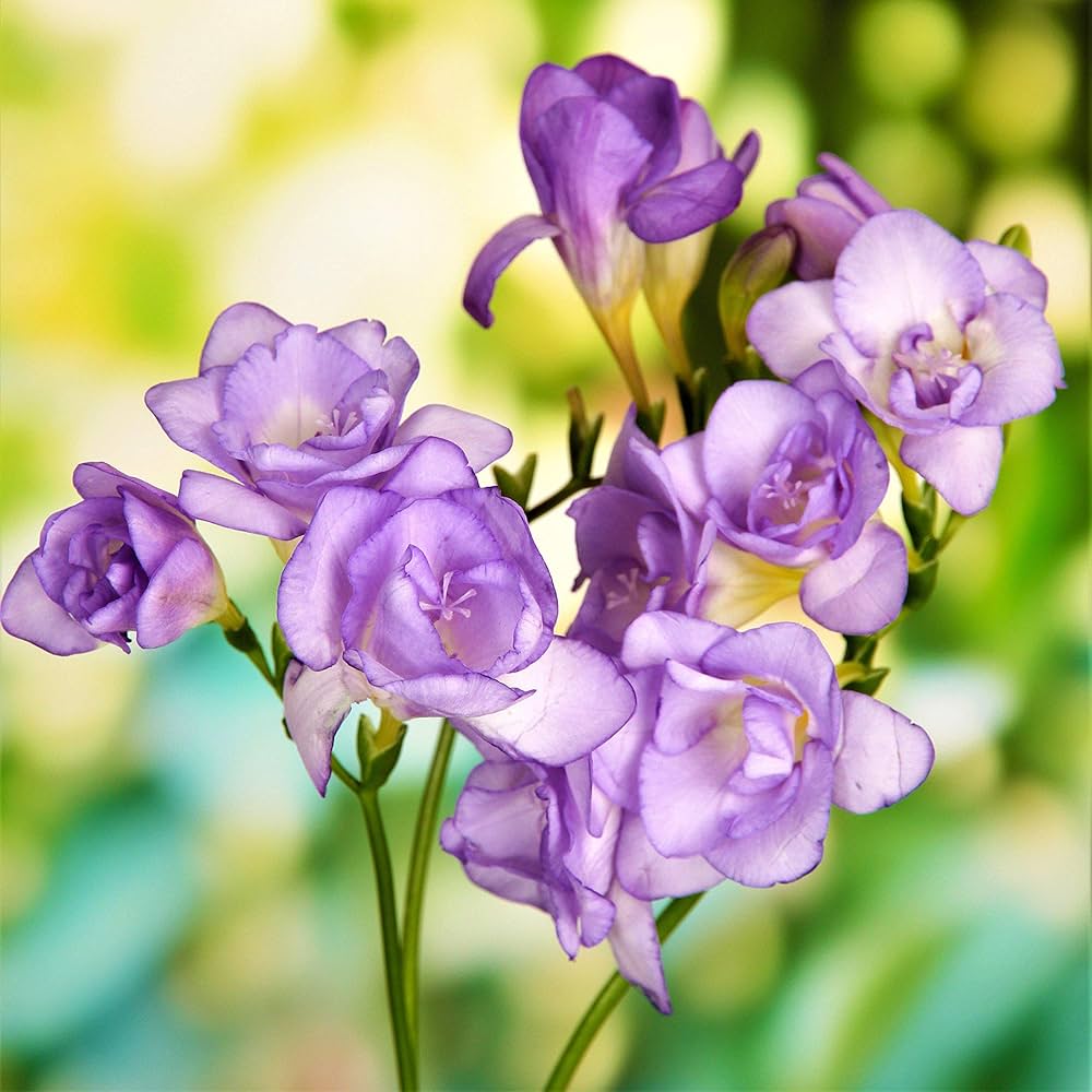 Double Blue Freesia