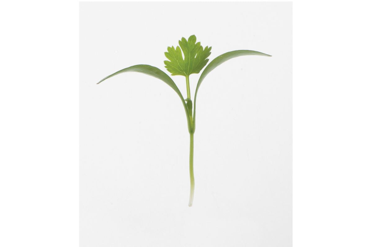 Cilantro – Microgreen Seed