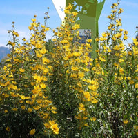 Maximilian Sunflower Helianthus Maximiliani Flower Seeds for Planting in Home Garden and Pollinator Borders