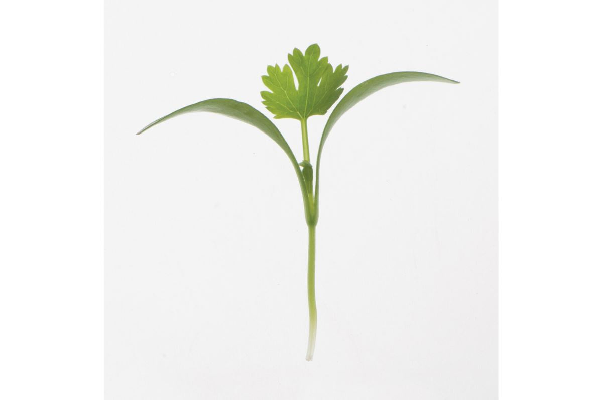 Cilantro – Organic Microgreen Seed