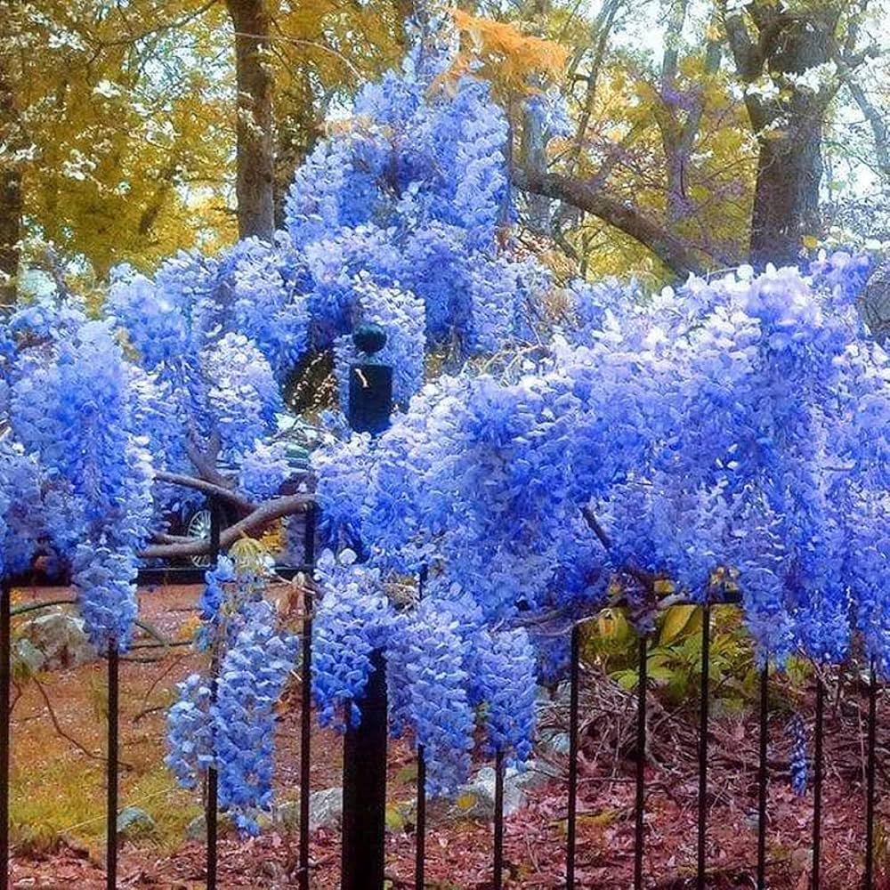 Chinese - Blue for planting in home garden