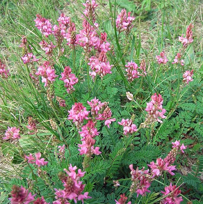 Heirloom Non-GMO Onobrychis Viciifolia Flower Seeds for Planting – Pollinator-Friendly Blooms - Non-GMO for planting in home garden