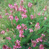 Heirloom Non-GMO Onobrychis Viciifolia Flower Seeds for Planting – Pollinator-Friendly Blooms - Non-GMO for planting in home garden