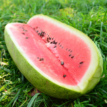 Charleston gray watermelon Citrullus lanatus fruit seeds for planting in home garden or summer backyard planting