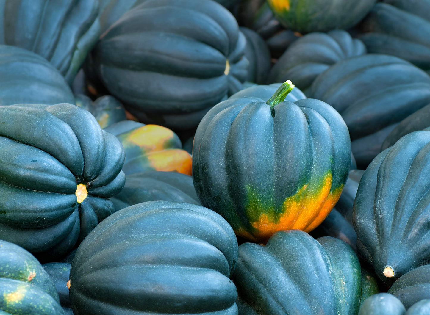 Night Shift – Organic Acorn Squash Seed