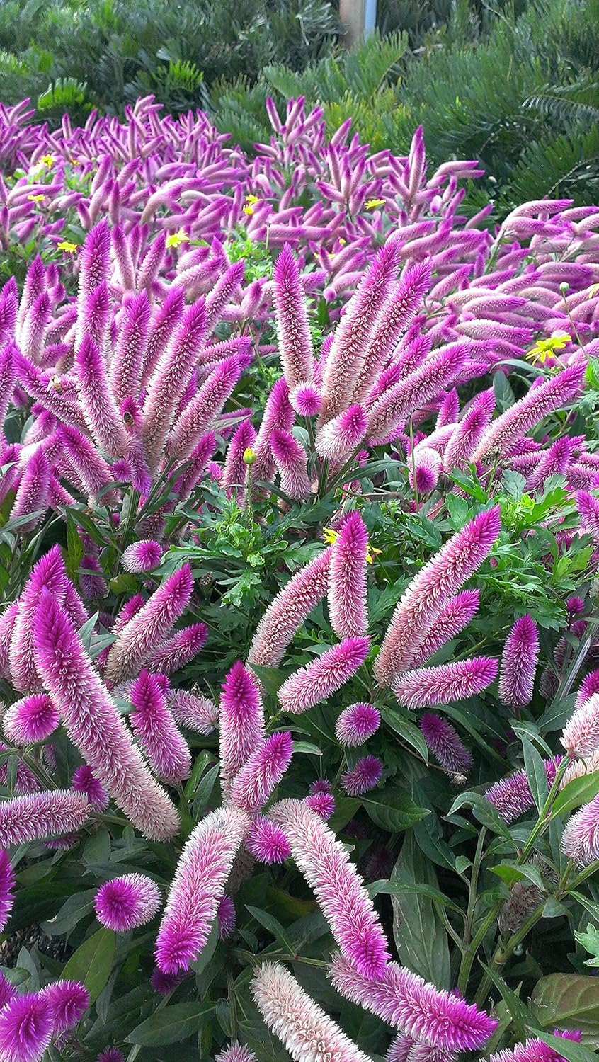 Celosia Spicata Flower Seeds, Heirloom, Non-GMO Unique Garden Accent Seeds
