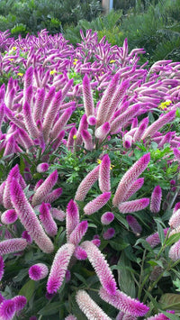 Celosia Spicata Flower Seeds, Heirloom, Non-GMO Unique Garden Accent Seeds - Spicata for planting in home garden
