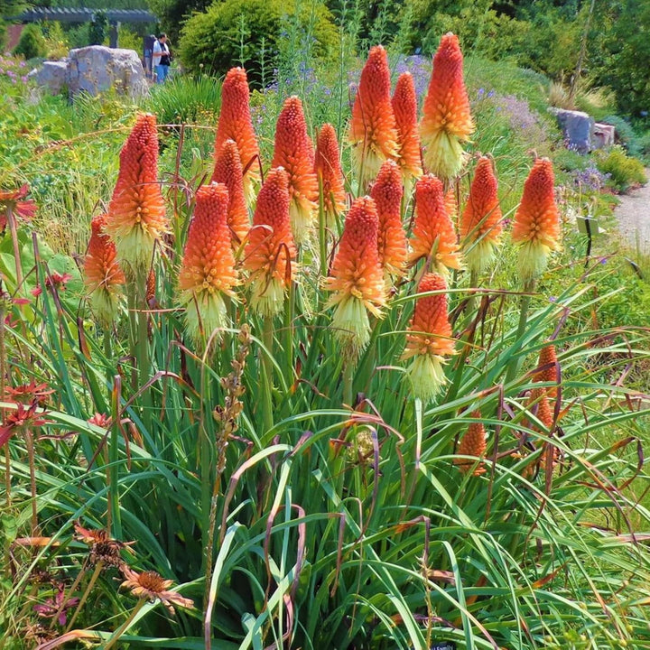 Heirloom Non-GMO Kniphofia Flower Seeds for Planting – Vibrant Torch-Lily Blooming Seeds