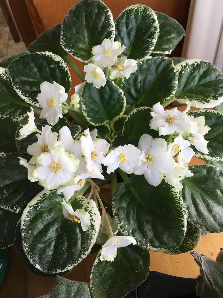White African Violet Flower Seeds – Heirloom, Non-GMO Seeds for Planting Elegant Indoor Blooms