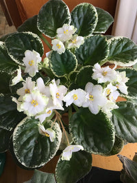 White African Violet Flower Seeds – Heirloom, Non-GMO Seeds for Planting Elegant Indoor Blooms