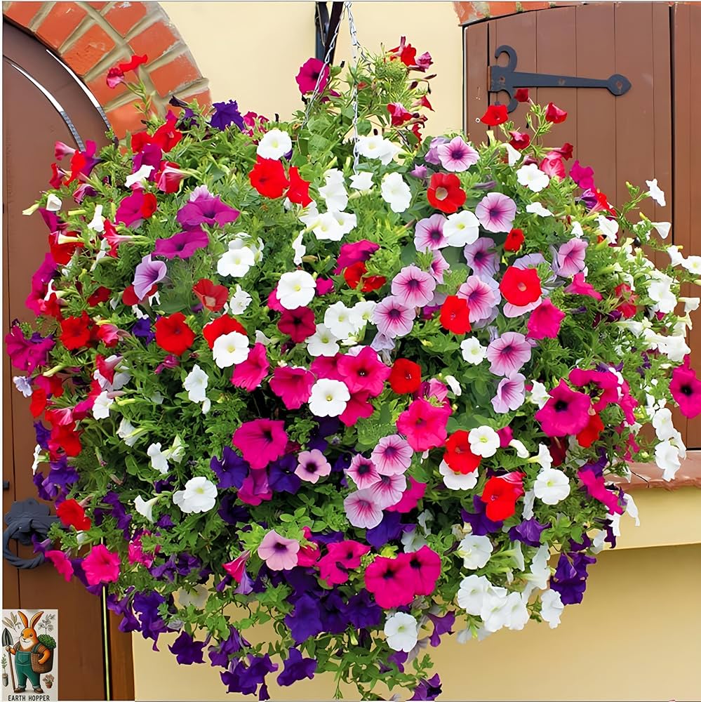 Climbing Petunia Multicolor Petunia Hybrida Flower - for planting in home garden