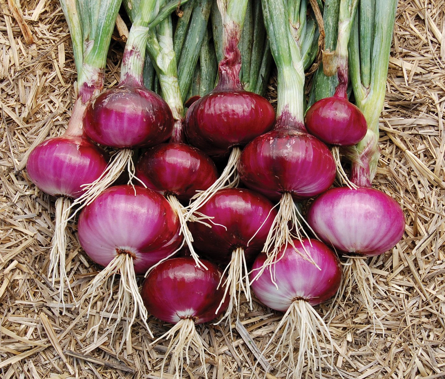Red wheat onion plant grown from seeds with reddish skin and firm, flavorful bulbs