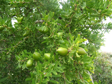 Argania Spinosa Fruit Seeds for Planting - Growing Nutritious and Aromatic Fruits, Heirloom Seeds