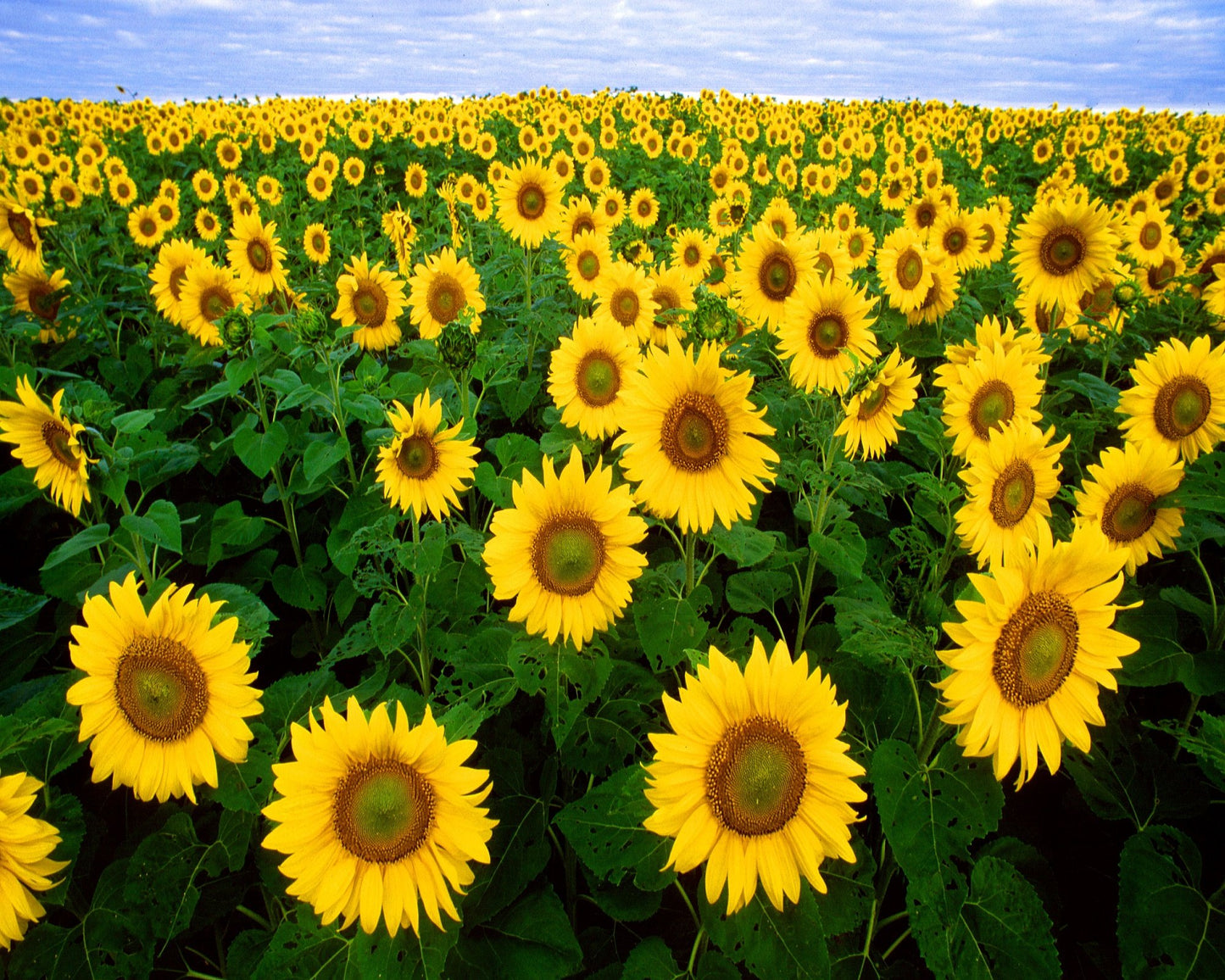 Sunflower Helianthus annuus Flower Seeds for Planting in Home Garden