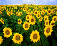Sunflower Helianthus annuus Flower Seeds for Planting in Home Garden