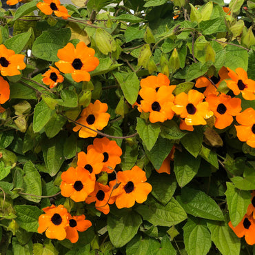 Black Eyed Susan vine seeds – Thunbergia Susie Orange with contrasting eye