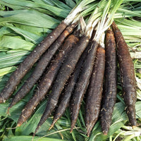 Salsify White Salsify Plant - for planting in home garden