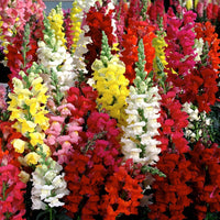 Snapdragon- Tetra Mix