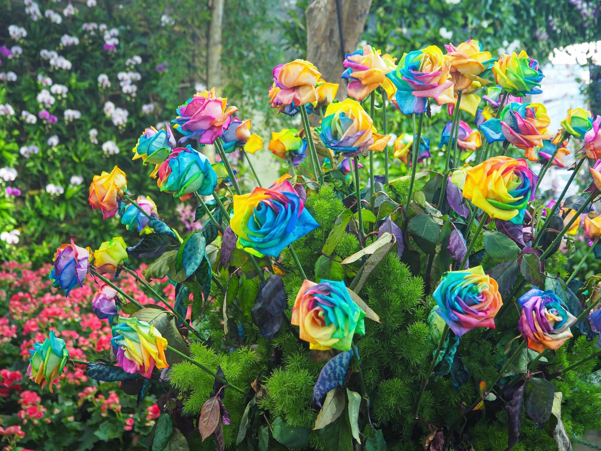 9-pack Chinese rose flowers grown from seeds with rainbow-colored vibrant blooms