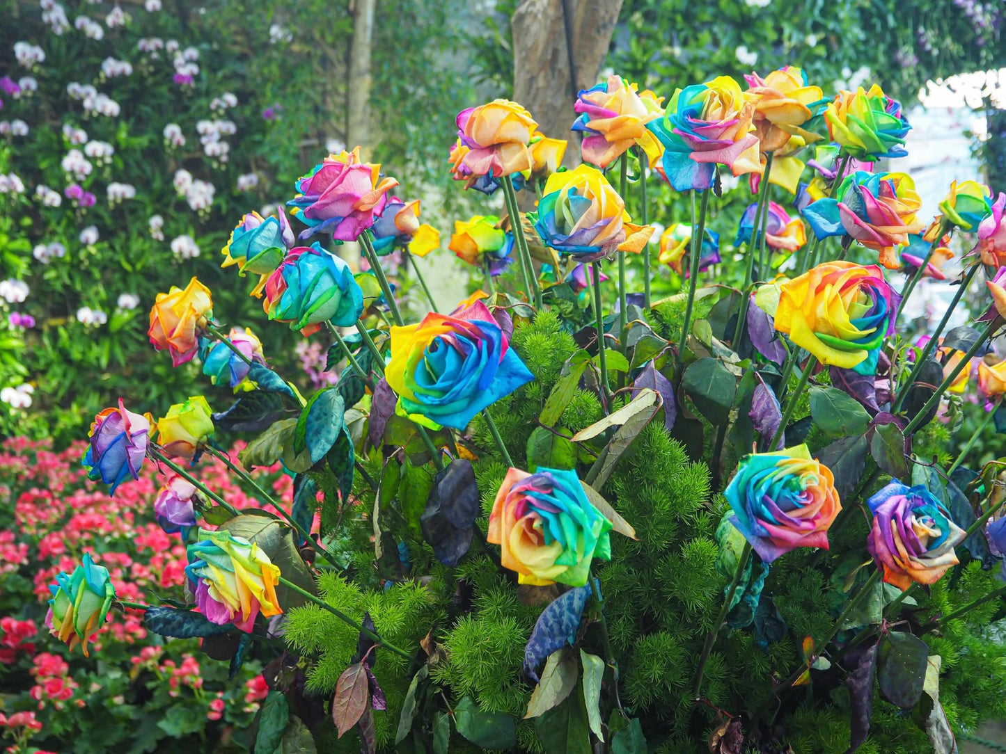 Rainbow Rose Rosa hybrida Flower Seeds for Planting Multi-Color Variety in Home Garden