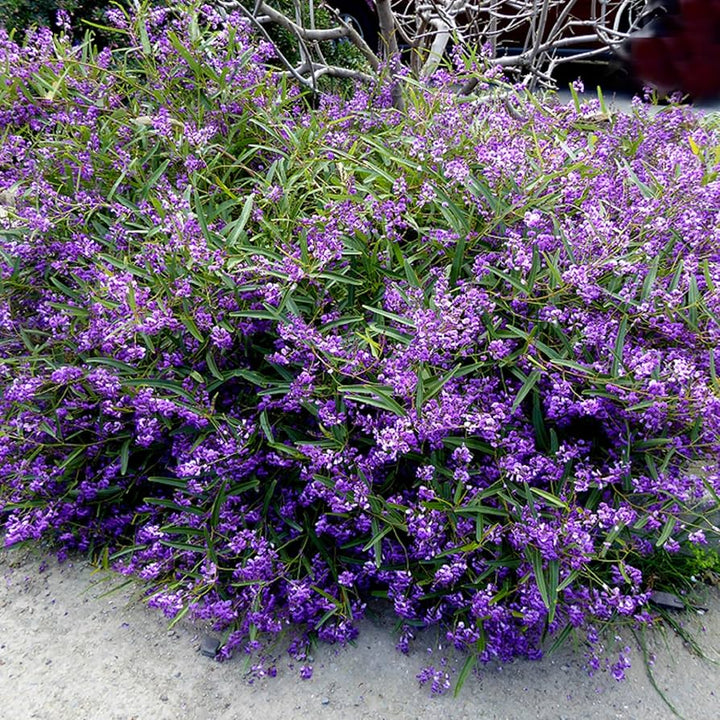 Heirloom Hardenbergia Flower Seeds – Non-GMO Seeds for Colorful Climbing Garden Planting