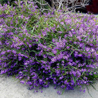 Heirloom Hardenbergia Flower Seeds – Non-GMO Seeds for Colorful Climbing Garden Planting