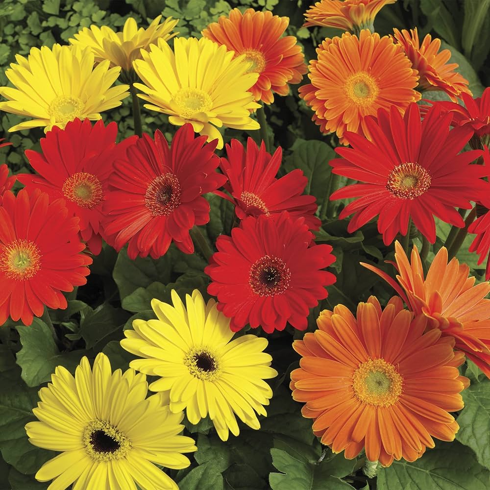 Gerbera Daisy 12-Color Mixed Flower - for planting in home garden