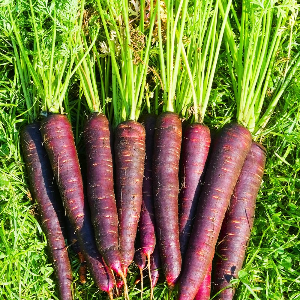 Purple Haze – Carrot Seed