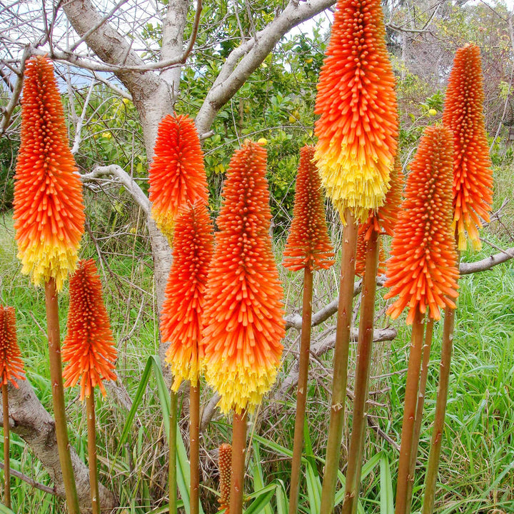 Heirloom Non-GMO Kniphofia Flower Seeds for Planting – Striking Torch-Lily Blooming Seeds