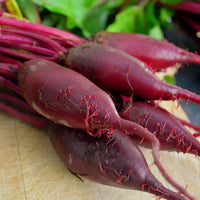 Cylindra beet seeds for planting long red heirloom root vegetables