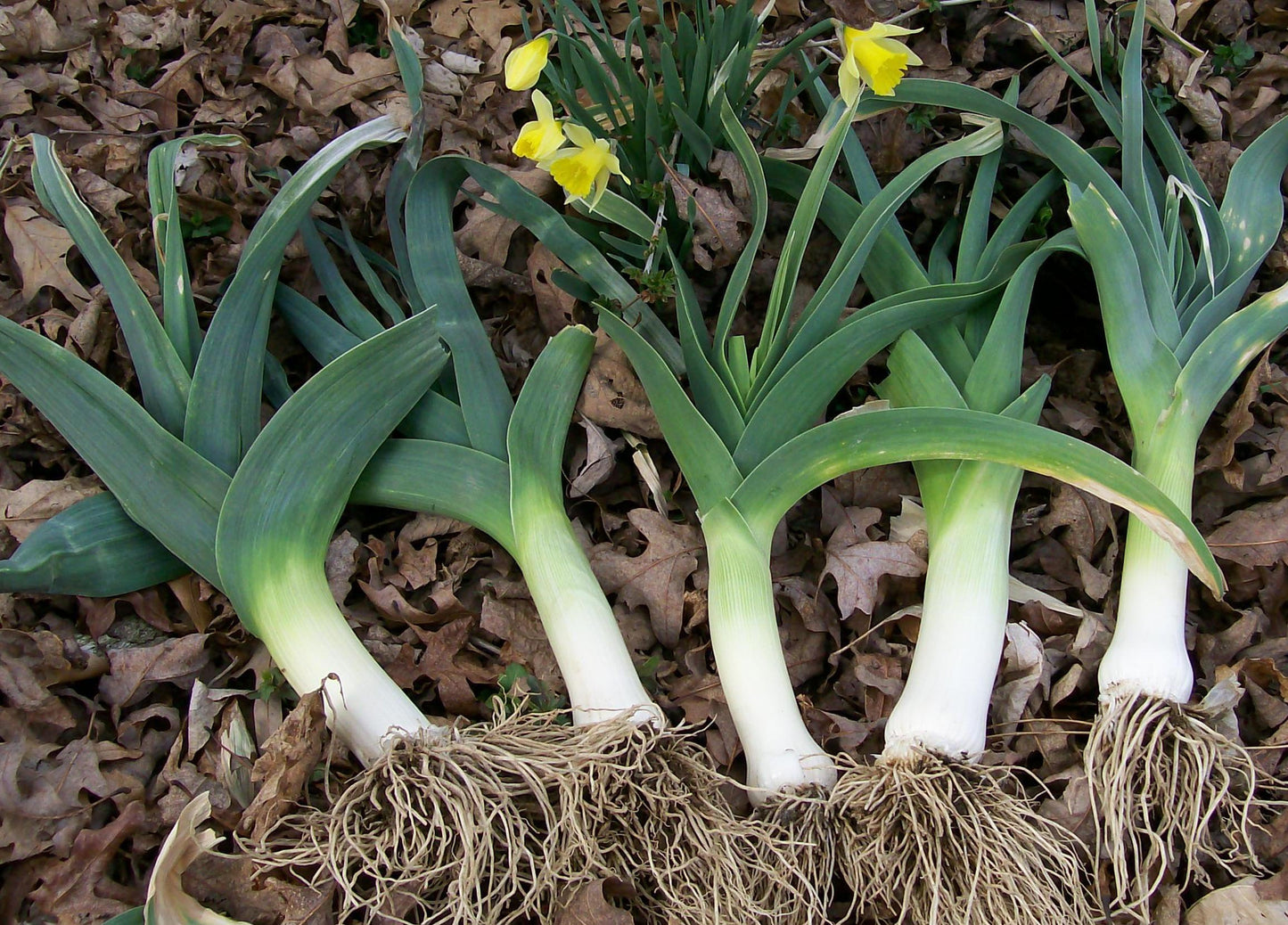 Giant Garlic Green Onion Leek Vegetable Seeds