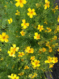 Lemon Gem – Marigold Seed