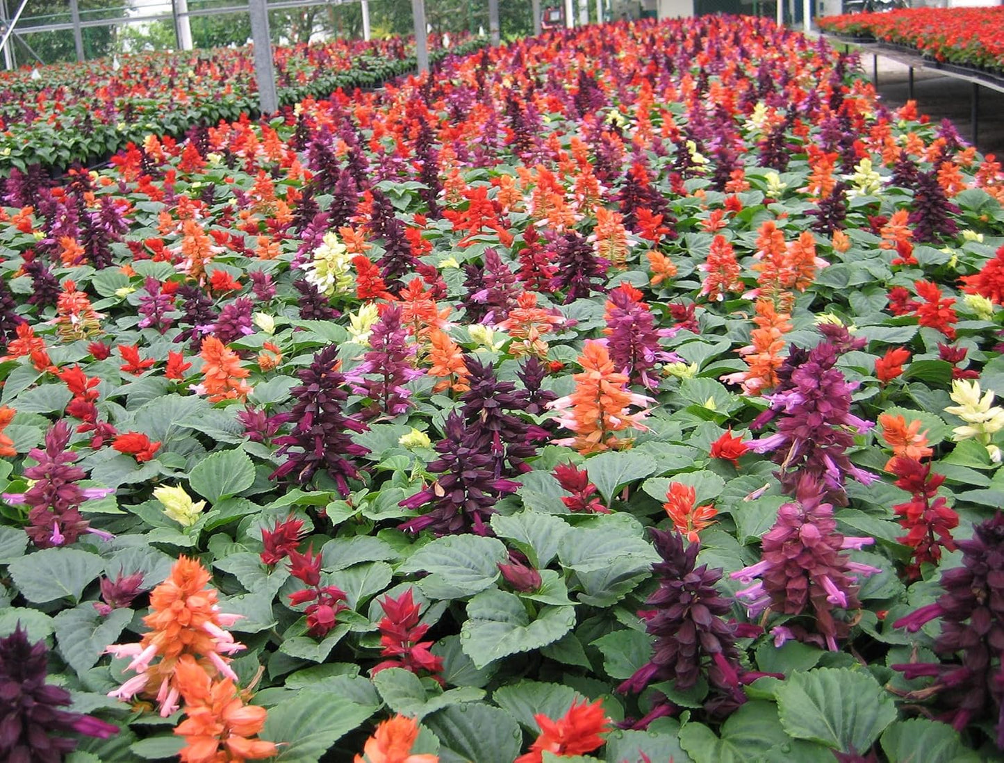 Salvia Flower Seeds – Heirloom Non-GMO Seeds for Pollinator-Friendly and Vibrant Garden Planting - Flower for planting in home garden