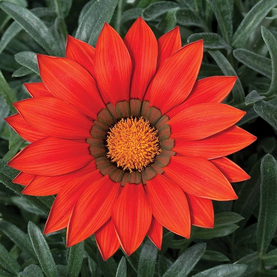 Ground (cover plant) for planting in garden