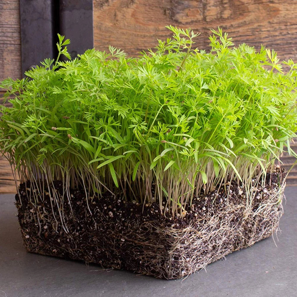 Dill – Microgreen Seed