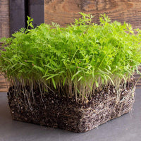 Dill – Microgreen Seed