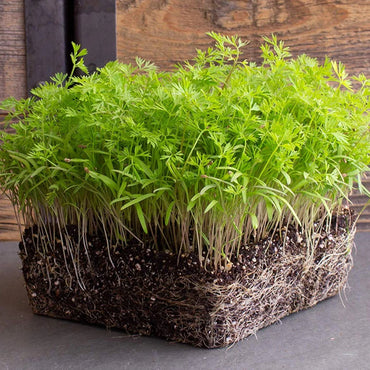 Dill – Microgreen Seed
