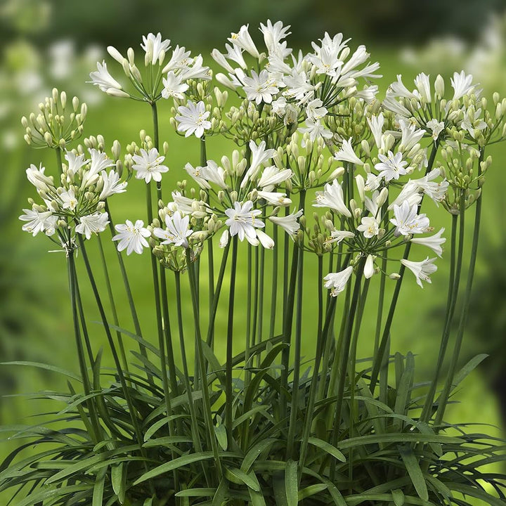 Heirloom Non-GMO Agapanthus Flower Seeds for Planting – Lily of the Nile Elegant Garden Blooms