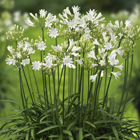 Heirloom Non-GMO Agapanthus Flower Seeds for Planting – Lily of the Nile Elegant Garden Blooms
