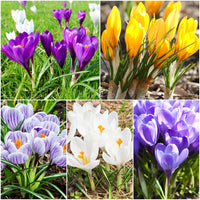 Mixed Crocus Super Sak Seeds