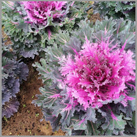 Kale Colorful Flowering Ornamental Cabbage Seeds for Garden