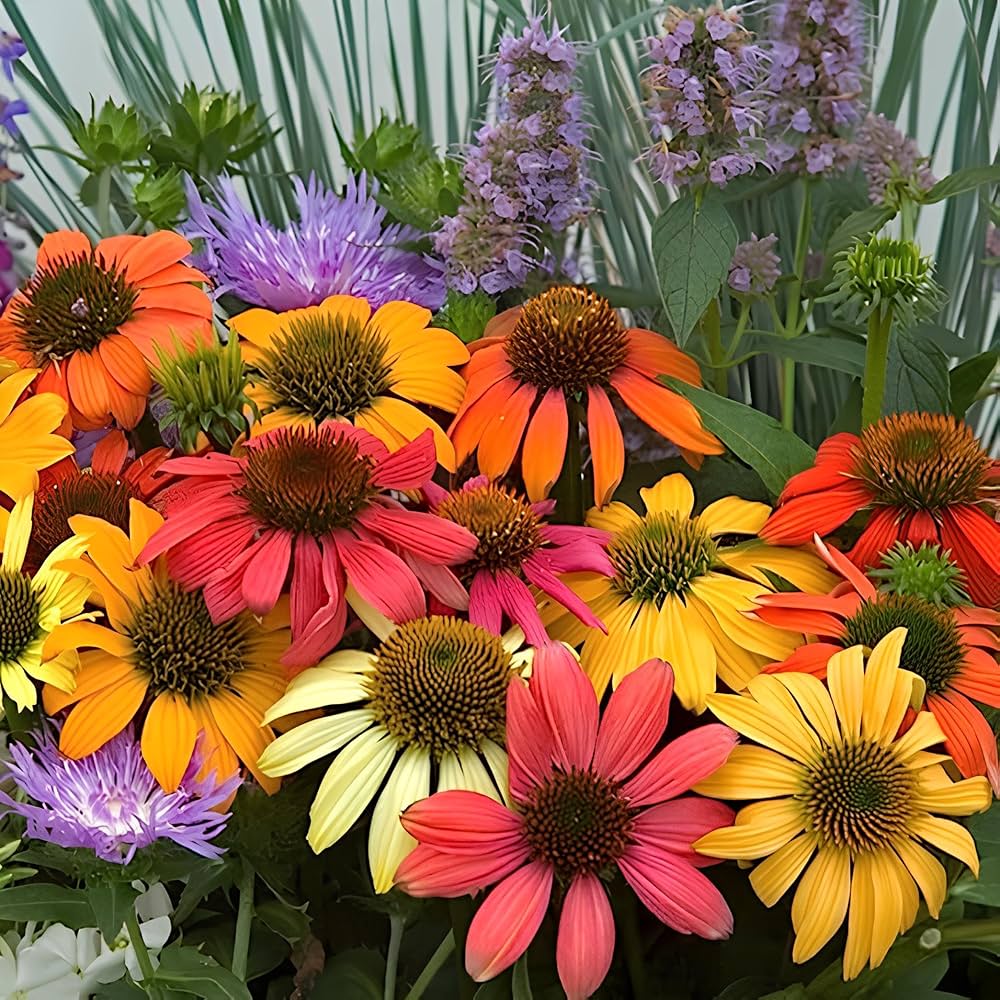 Echinacea Mixed Variety seeds – outdoor hardy flower for pollinator-friendly gardens