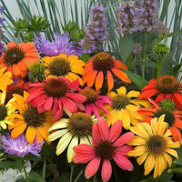 Echinacea Mixed Variety seeds – outdoor hardy flower for pollinator-friendly gardens