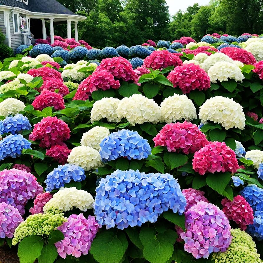 Colorful hydrangea bonsai seeds growing into mini shrubs with lush, multi-hued blooms ideal for DIY balcony plant displays