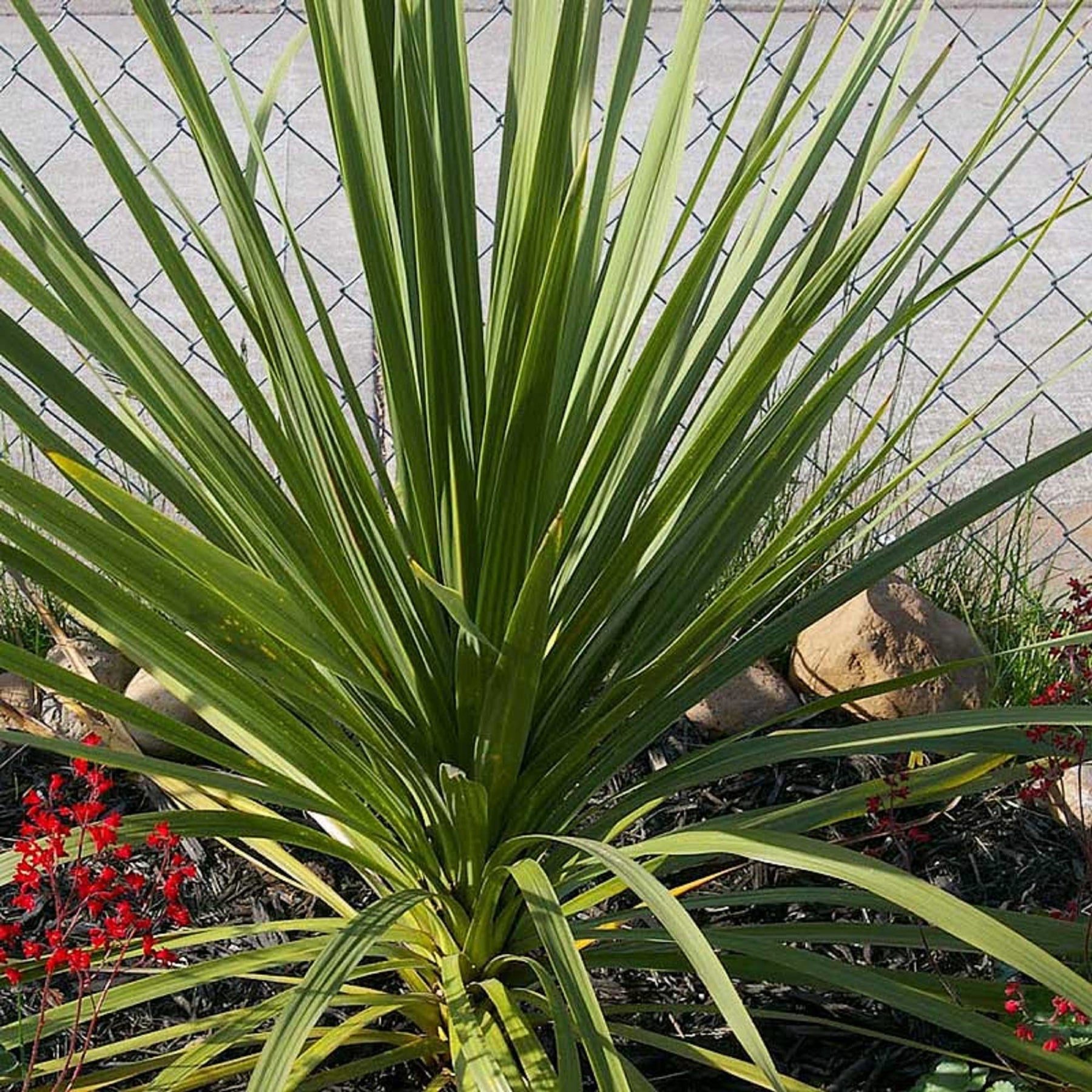 Dracaena Spike Dracaena spp. seeds for indoor garden planting