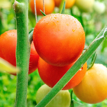 Moneymaker tomato Solanum lycopersicum heirloom vegetable seeds for planting in home garden or urban containers