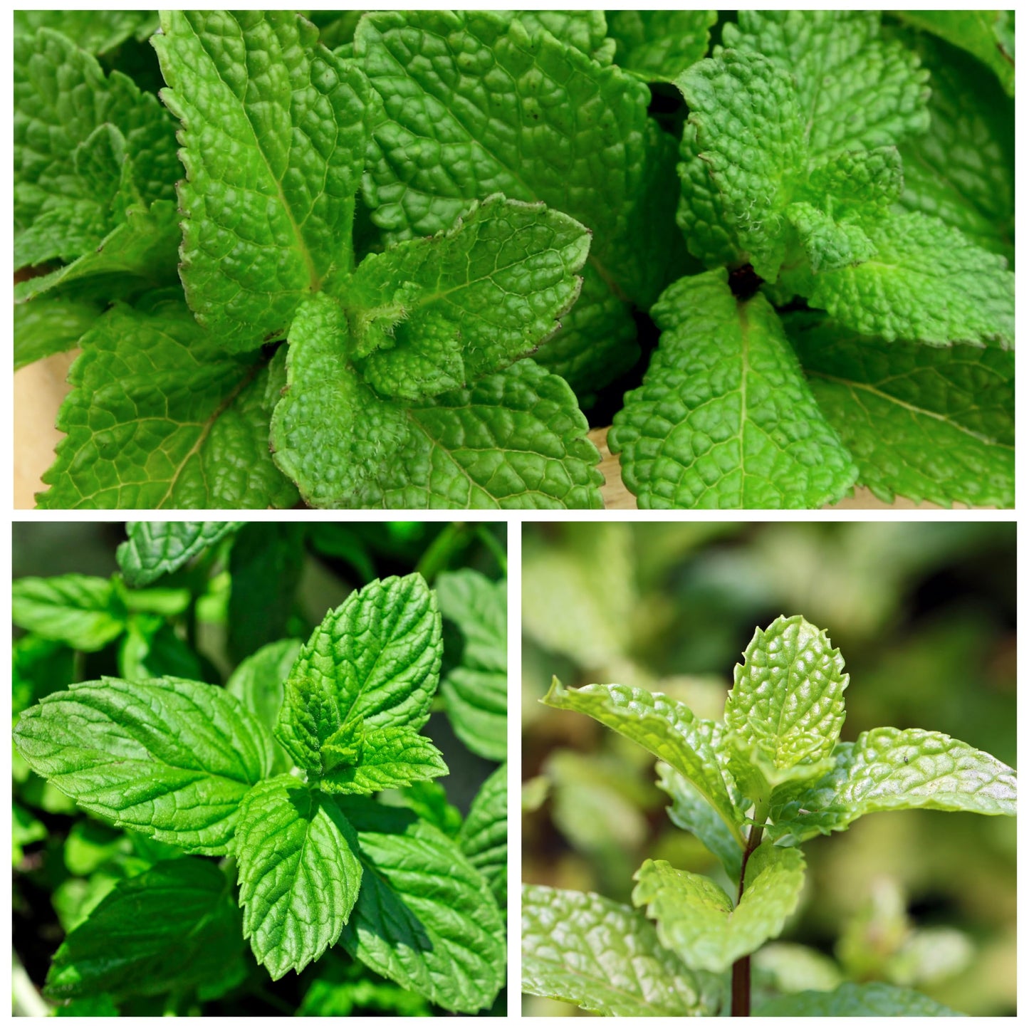 Spearmint Mentha Green Herb Seeds for Home Garden