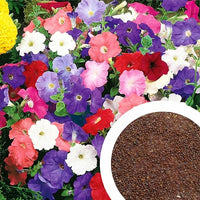 Climbing Petunia Hybrida Multicolor Flower Seeds