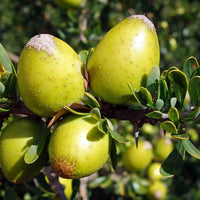 Argania Spinosa Fruit Seeds for Planting - Growing Nutritious and Aromatic Fruits, Heirloom Seeds