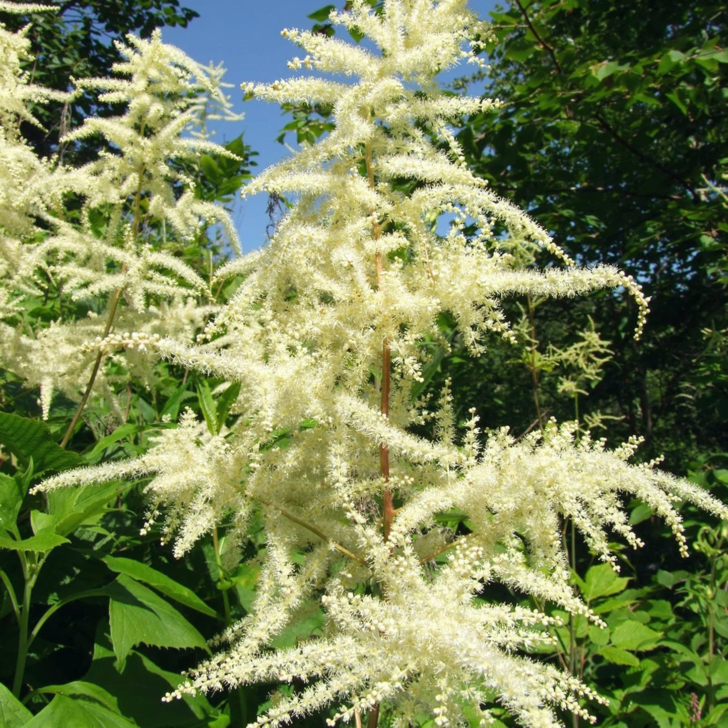 Heirloom Non-GMO Aruncus Flower Seeds for Planting – Elegant Garden Perennial Blooms - Non-GMO for planting in home garden